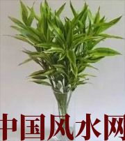 贺州十二生肖养什么植物最旺财运？你知道吗！