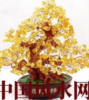 贺州买了招财植物却不能发财，是方位摆错了！